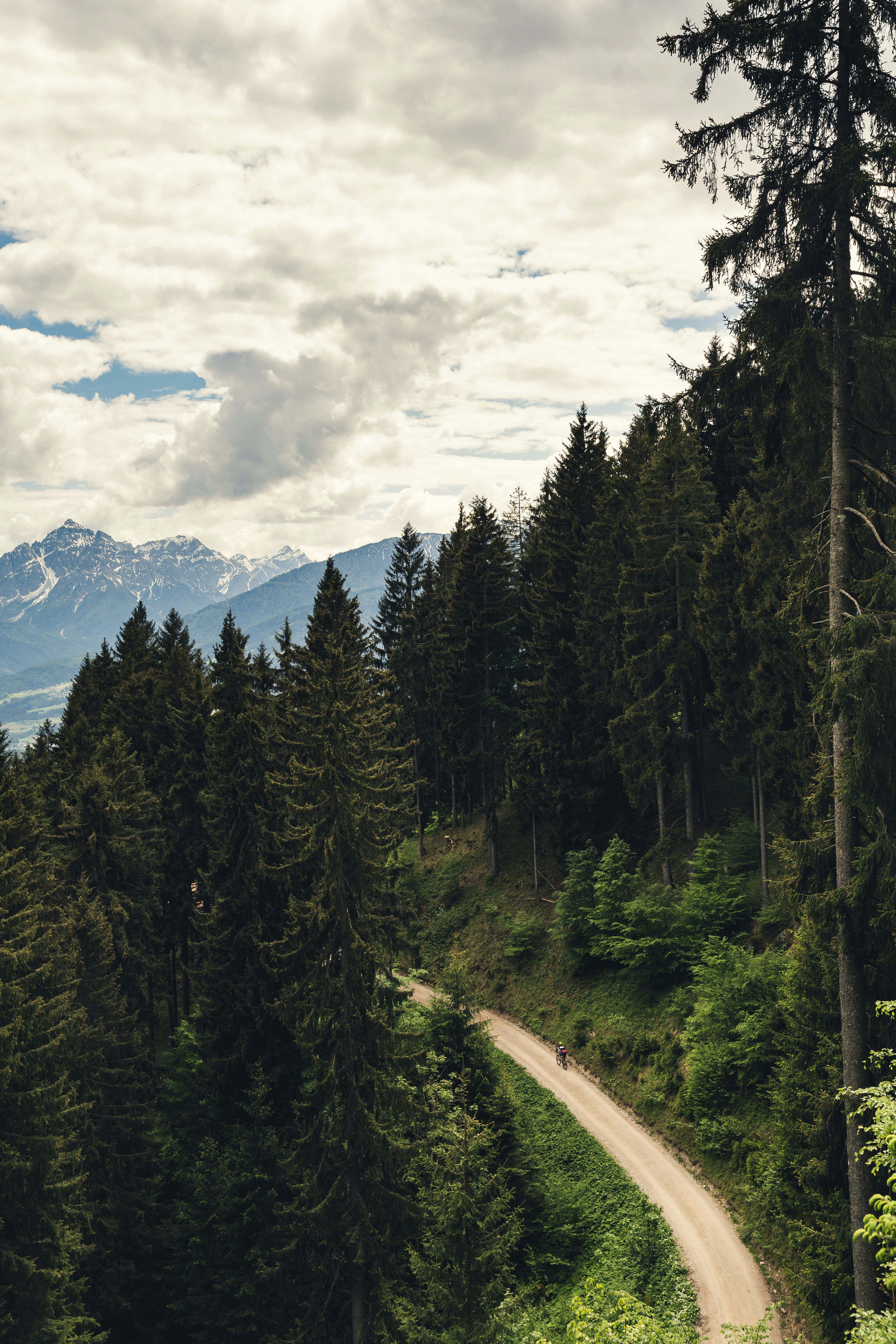 aerial photography of pine trees